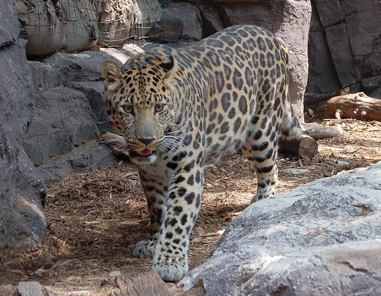 Amūras leopard pretī, biezs plankumains ziemas kažoks