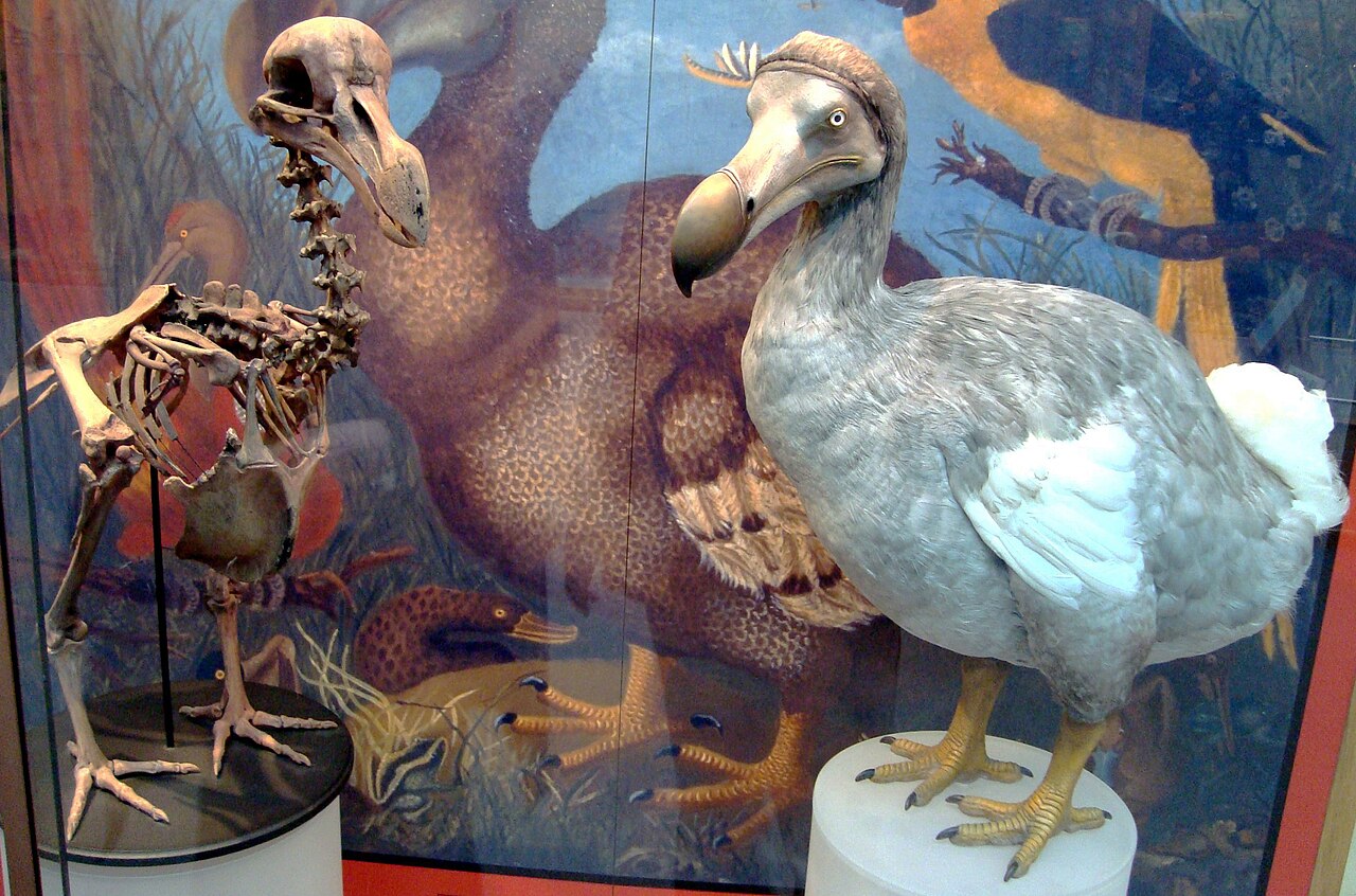 Oksfordas vitrīna ar dodo skeletu un spalvainu rekonstrukciju