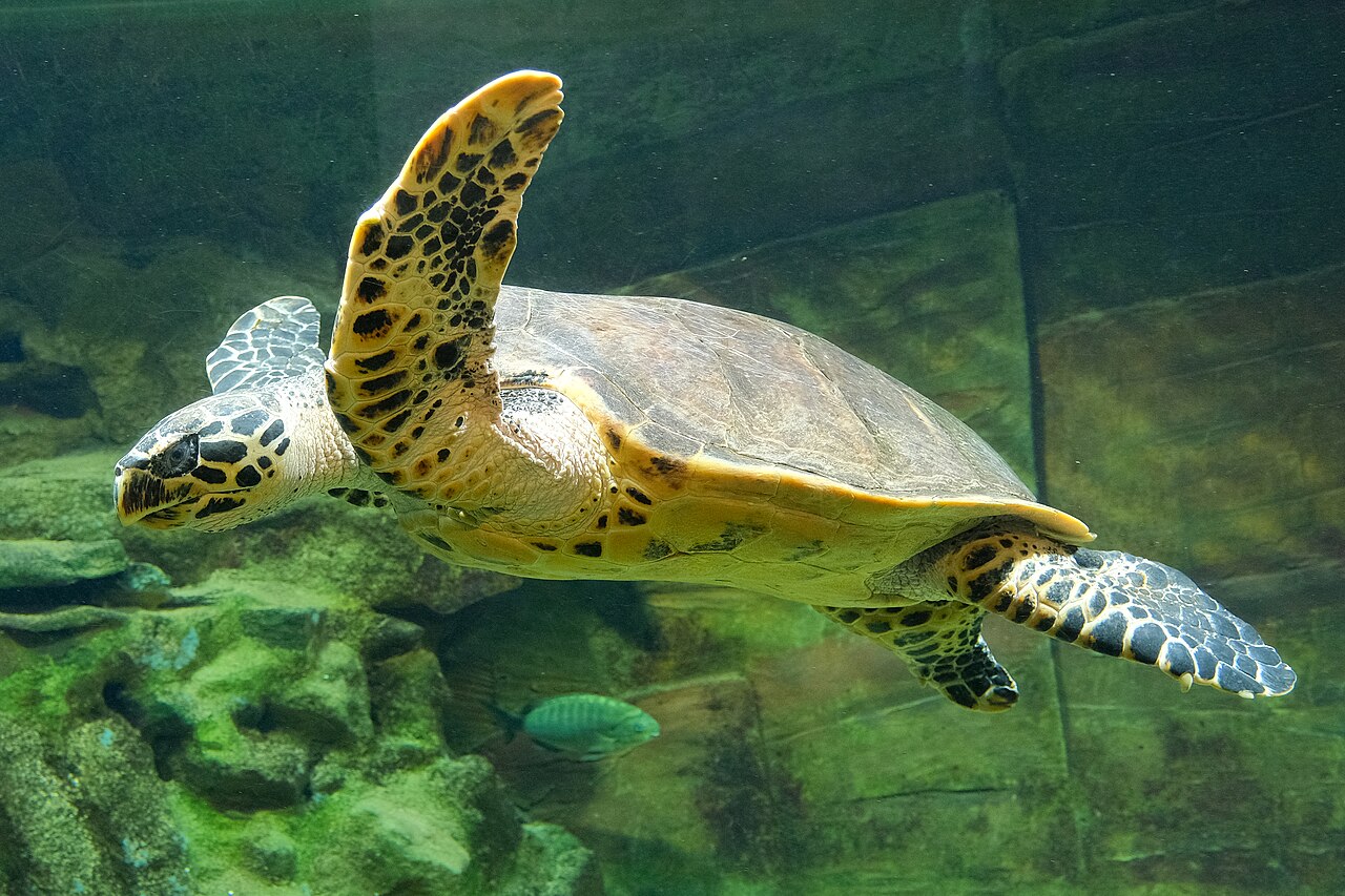 Īstā kareta peld, redzams knābim līdzīgs purns un rakstaina bruņa