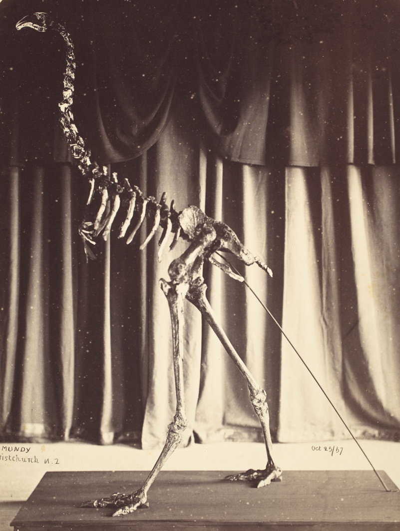 1867. gada muzeja foto: uzstādīts milzu moa skelets