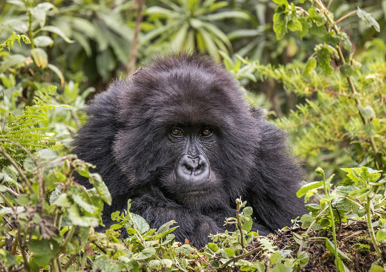 Kalnu gorilla sēž biezā zaļumā