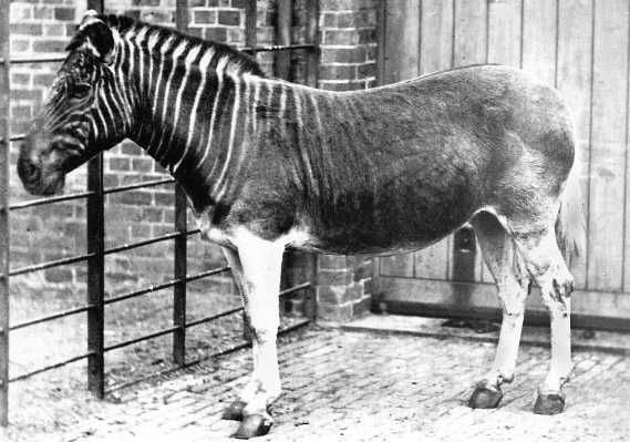 19. gadsimta foto: kvagas ķēve Londonas zoodārzā