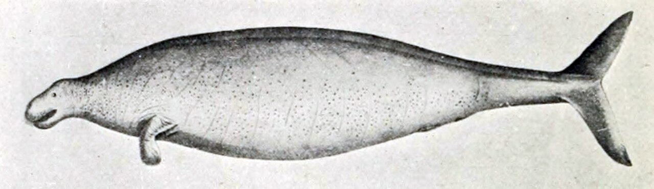 19. gadsimta zinātniskā ilustrācija: Stellera jūrasgovs sānskatā