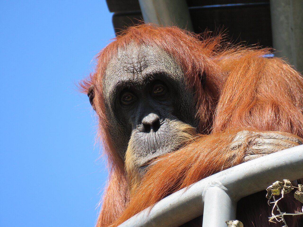 Sumatras orangutans sēž koka žāklē