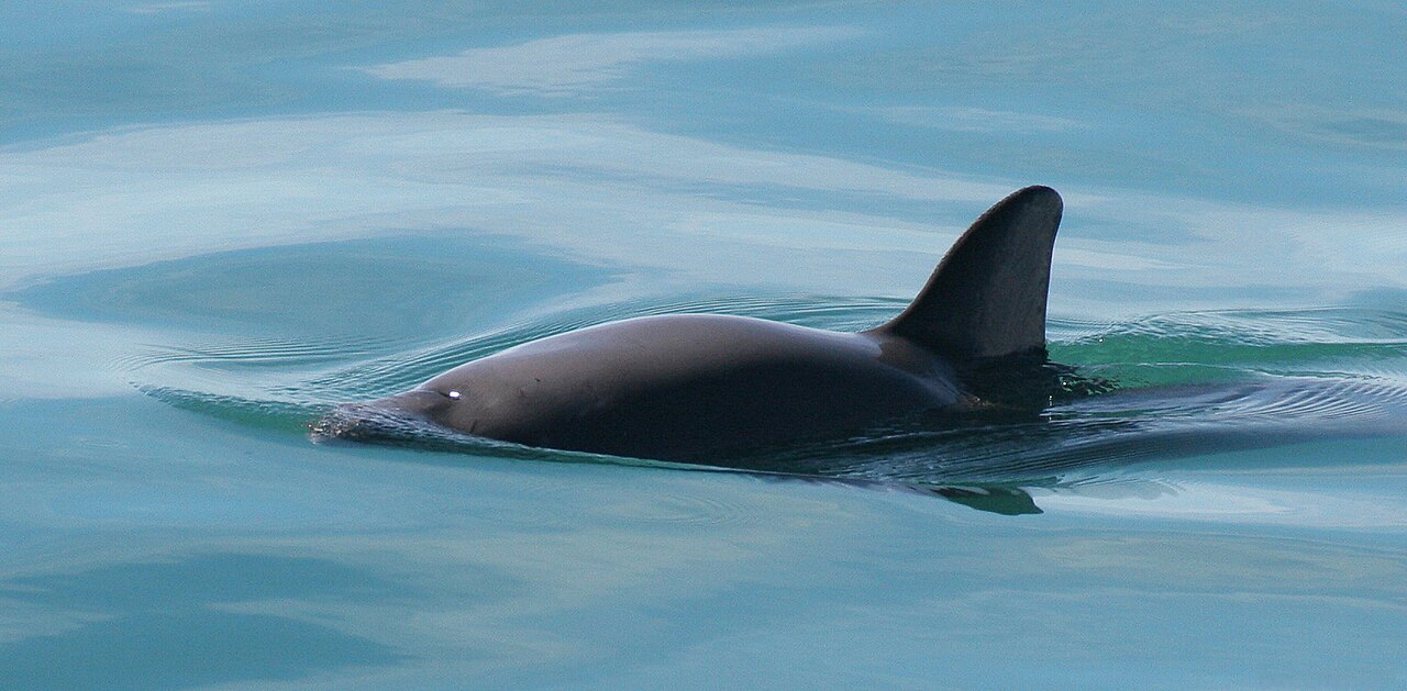 Vakita paceļas virs ūdens: tumša mugura un trīsstūrveida muguras spura